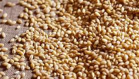 Barley.jpg