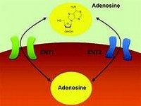 Adenosine.JPG