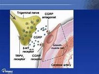 Calcitonin.JPG